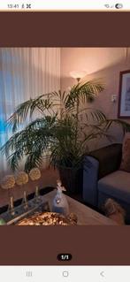 Mooie grote Areca Palm, 100 breed en 150 hoog, Huis en Inrichting, Kamerplanten, Ophalen of Verzenden, Halfschaduw, 100 tot 150 cm