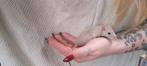 Dwerg rittens ratten, Dieren en Toebehoren, Knaagdieren, Rat, Vrouwelijk, Tam, September