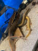 Mastacembelus erythrotaenia - vuuraal, Vis, Zoetwatervis