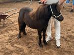 Shetland pony/shetlander merrie, Merrie, Niet van toepassing, 0 tot 2 jaar, Recreatiepony