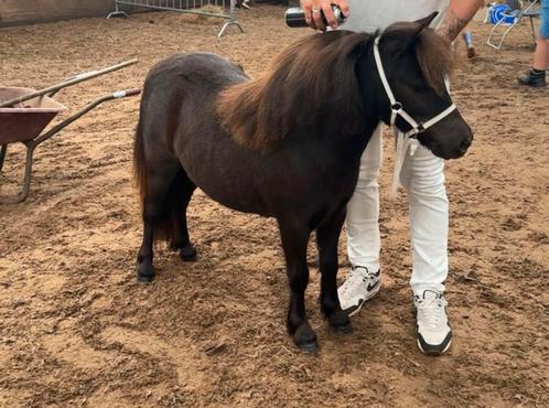 Shetland pony/shetlander merrie, Dieren en Toebehoren, Pony's, Merrie, Niet van toepassing, Recreatiepony, 0 tot 2 jaar, Ontwormd