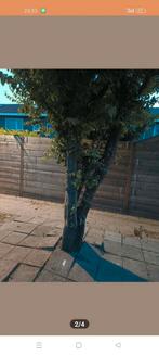 Gratis bomen, Tuin en Terras, Ophalen of Verzenden, Overige soorten