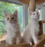 XXL Maine Coon Kittens beschikbaar €1450; met stamboom, Dieren en Toebehoren, Katten en Kittens | Raskatten | Langhaar, Poes, Ingeënt