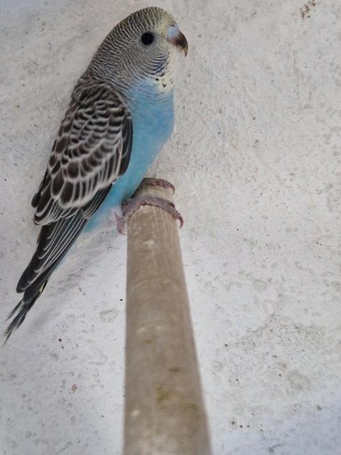 jonge grasparkieten parkiet vogel grasparkieten, Dieren en Toebehoren, Vogels | Parkieten en Papegaaien, Parkiet, Meerdere dieren