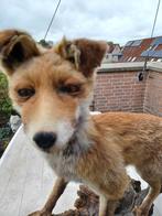 Opgezet vos, Verzamelen, Dierenverzamelingen, Ophalen, Gebruikt, Wild dier, Opgezet dier