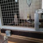 Koppel valkparkieten, Dieren en Toebehoren, Vogels | Parkieten en Papegaaien, Meerdere dieren, Parkiet