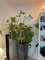 Grote Philodendron in Pot - Prachtige Kamerplant!, Vaste plant, Bloeit niet, Halfschaduw, Ophalen