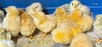 Kuikens van Wyandotte kriel Buff en Wit columbia, Dieren en Toebehoren, Pluimvee, Geslacht onbekend, Kip