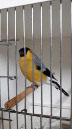 GEZOCHT gele goudvinken, Dieren en Toebehoren, Vogels | Overige Vogels, Meerdere dieren