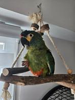 Ara Maracana zoekt een 5 sterrenhuisje!, Dieren en Toebehoren, Geslacht onbekend, Tam