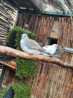 Jonge diamantduif, Dieren en Toebehoren, Vogels | Duiven
