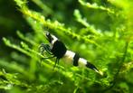 Panda garnalen | Caridina shrimps (3e prijs DSC 2021), Dieren en Toebehoren, Vissen | Aquariumvissen, Zoetwatervis, Kreeft, Krab of Garnaal