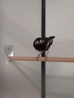 1-1 Kastanjerug lijsters, Dieren en Toebehoren, Meerdere dieren, Tropenvogel, Geringd