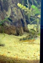 Hoplisoma paleatum 6er groep, Vis