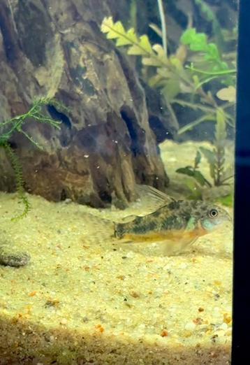 Hoplisoma paleatum 6er groep beschikbaar voor biedingen