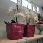 Grote wijnrode potten met kunst orchideeën, Huis en Inrichting, Woonaccessoires | Vazen, Ophalen of Verzenden, Zo goed als nieuw