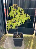 Pre-Bonsai Vederesdoorn, Ophalen, Bloeit niet, Overige soorten, Halfschaduw