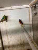 Turqusine parkieten, Dieren en Toebehoren, Vogels | Parkieten en Papegaaien, Meerdere dieren, Parkiet