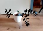 Zamioculcas raven, ZZ-plant donkere variant, Ophalen, Halfschaduw, Minder dan 100 cm