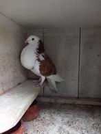 Kropper, Dieren en Toebehoren, Vrouwelijk, Kropper