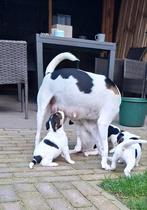 Boerenfox pups, Rabiës (hondsdolheid), 8 tot 15 weken, Meerdere, Meerdere dieren