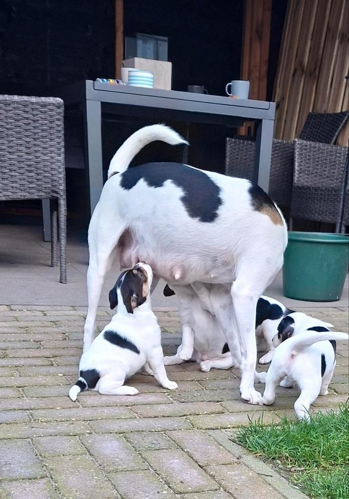 Boerenfox pups (nog 1 reutje), Dieren en Toebehoren, Honden | Niet-rashonden, Middel, Meerdere dieren, Particulier, Meerdere, Nederland