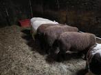 Ooi lammere rouge x texel, Vrouwelijk, Schaap, 0 tot 2 jaar