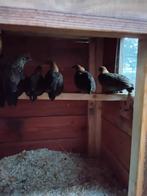 Krielkippen, Dieren en Toebehoren, Pluimvee, Mannelijk, Kip