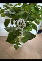 Oeverplant watermunt Vijverplant, Ophalen of Verzenden, Nieuw