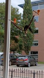 2 pyrrhura's ter overname, Meerdere dieren, Dwergpapegaai of Agapornis, Geringd