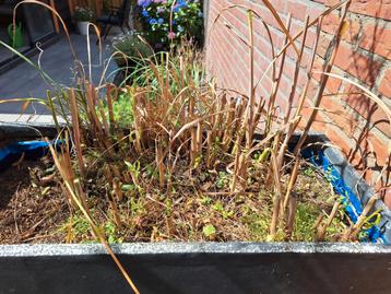 Bamboe planten. Gratis beschikbaar voor biedingen