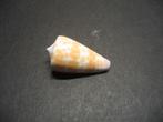 Schelpen: Conus tessulatus  Born,  1778., Verzamelen, Mineralen en Fossielen, Ophalen of Verzenden, Schelp(en)