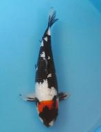 Veilng koi ginrin ki utsuri vanaf een euro bieden, Karper of Koi