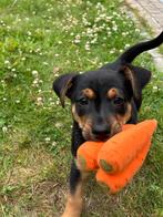 Lieve vrolijke puppy zoekt een huisje!, Dieren en Toebehoren, Honden | Niet-rashonden, Reu, 8 tot 15 weken, Rabiës (hondsdolheid)