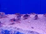 aquariumvissen, Dieren en Toebehoren, Vis, Zoetwatervis