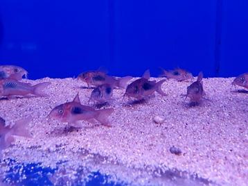 aquariumvissen beschikbaar voor biedingen