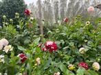 Dahlia's, Ophalen of Verzenden, Voorjaar, Volle zon, Knol