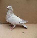 te koop 4 Jiennense, Dieren en Toebehoren, Vogels | Duiven, Meerdere dieren, Kropper