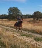 Foxy – lieve merrie met pit, Dieren en Toebehoren, Pony's, Merrie, Springpony, Zadelmak, 7 tot 10 jaar