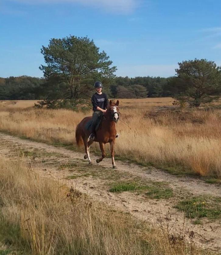 Foxy – lieve merrie met pit, Dieren en Toebehoren, Pony's, Merrie, Zadelmak, C pony (1.27m tot 1.37m), Springpony, 7 tot 10 jaar