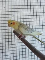 Te koop jonge valkparkieten, Dieren en Toebehoren, Meerdere dieren, Parkiet, Geringd