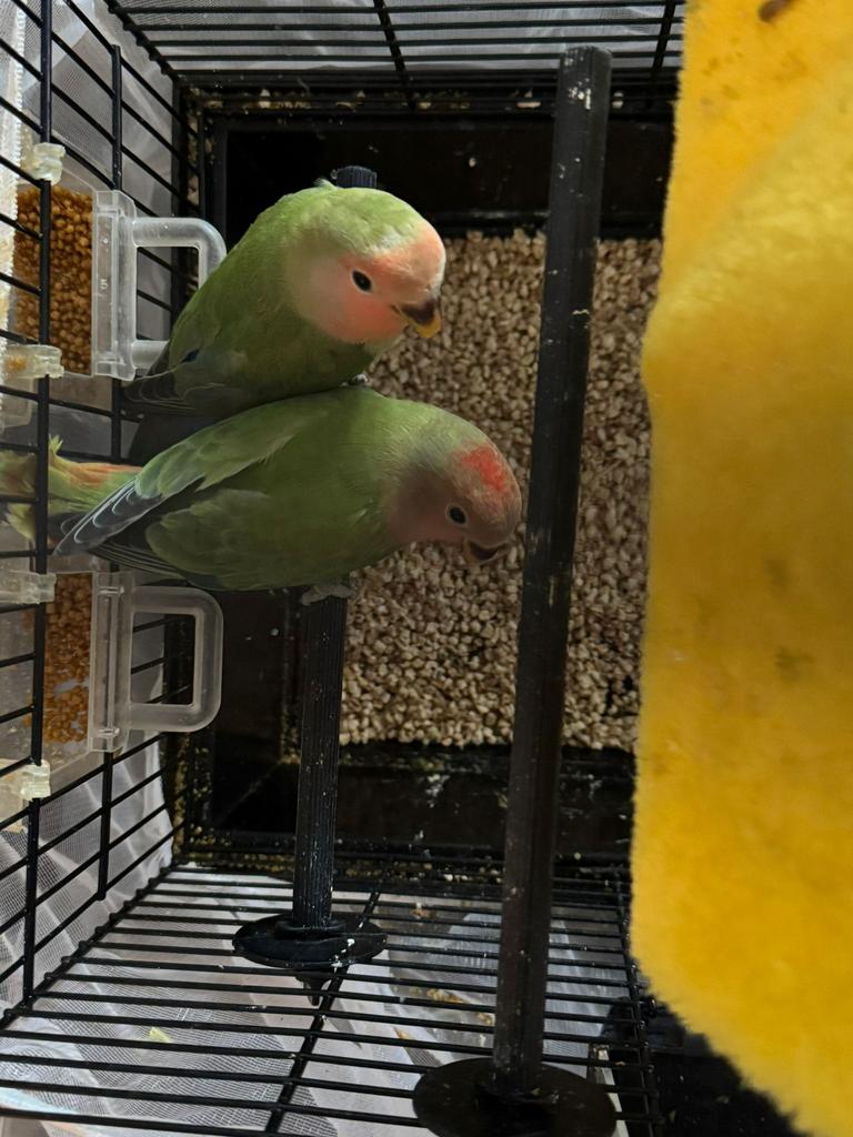 2 vogeltjes, Dieren en Toebehoren, Vogels | Parkieten en Papegaaien, Meerdere dieren, Parkiet, Tam