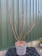 Kleurrijke blaas spirea, Volle zon, Vaste plant, Lente, Ophalen