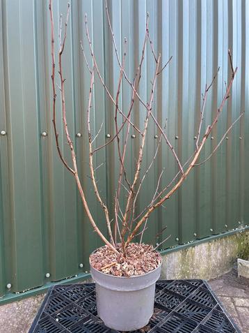 Kleurrijke blaas spirea beschikbaar voor biedingen