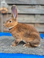 Standaard rex konijn ram gevaccineerd, Dieren en Toebehoren, Konijnen, Mannelijk, Groot