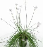 Tulbaghia - knoflookplant - prachtige bloemen, Volle zon, Vaste plant, Zomer, Ophalen