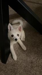 Pomsky pup, Dieren en Toebehoren, Honden | Poolhonden, Keeshonden en Oertypen, Parvo, Overige rassen, 8 tot 15 weken, Teef