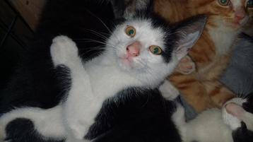 6 kittens zoeken een nieuw baasje beschikbaar voor biedingen