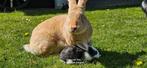 Vlaamse reus konijnen, Meerdere dieren, Groot, 0 tot 2 jaar