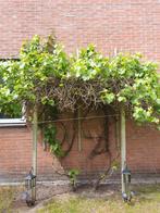 Druivenstruik, Tuin en Terras, Ophalen, Overige soorten